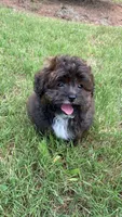 Red Merle, Toy, a male Pomapoo for sale in Atlanta, GA – Photo 1 of 10