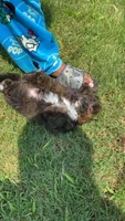 Red Merle, Toy, a male Pomapoo for sale in Atlanta, GA – Photo 7 of 10