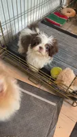 Coco, a female Shih Tzu for sale in Atlanta, GA – 3 of 5