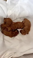Star, a female Poodle - Toy  for sale in Atlanta, GA – 2 of 5