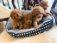 Yellow male, a male Poodle - Toy  for sale in Atlanta, GA – 5 of 6