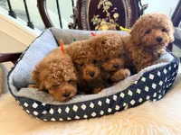 Red Toy, a  Poodle - Toy  for sale in Atlanta, GA – 9 of 10