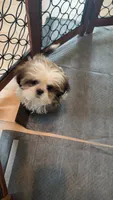 Goldie, a female Shih Tzu for sale in Atlanta, GA – 3 of 3
