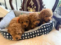 Green male, a male Poodle - Toy  for sale in Atlanta, GA – 5 of 9
