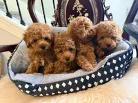 Green male, a male Poodle - Toy  for sale in Atlanta, GA – 4 of 9