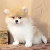 Furby, a male Pomeranian for sale in Atlanta, GA – 2 of 2