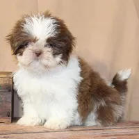 Coco, a female Shih Tzu for sale in Atlanta, GA – 2 of 2