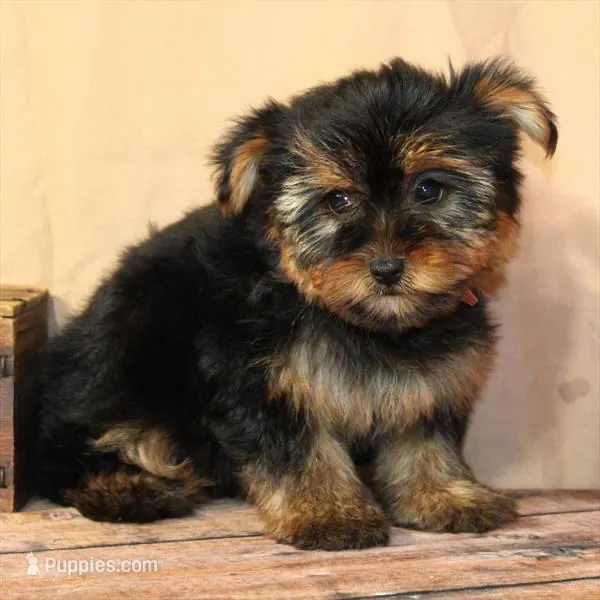 Tinkerbell – Yorkshire Terrier puppy for sale in Atlanta, GA