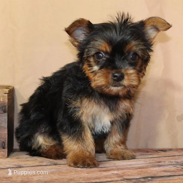 Lil Man – Yorkshire Terrier puppy for sale in Atlanta, GA