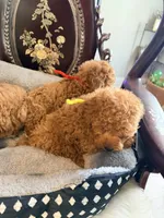 Yellow male, a male Poodle - Toy  for sale in Atlanta, GA – 3 of 6