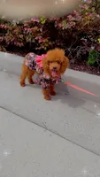 Abbey , a female Poodle - Toy  for sale in Atlanta, GA – 4 of 5