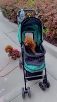 Abbey , a female Poodle - Toy  for sale in Atlanta, GA – 5 of 5