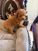 Red male, a male Poodle - Toy  for sale in Atlanta, GA – 2 of 10
