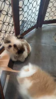 Coco, a female Shih Tzu for sale in Atlanta, GA – 4 of 5