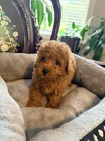 Green male, a male Poodle - Toy  for sale in Atlanta, GA – 2 of 9