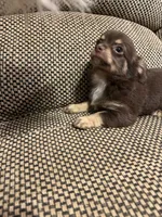 Otis , a male Chihuahua for sale in Bloomburg, TX – 2 of 3