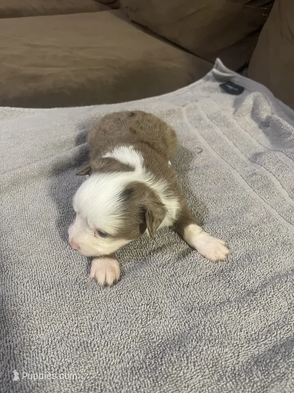 Billy – Toy Australian Shepherd puppy for sale in Bloomburg, TX