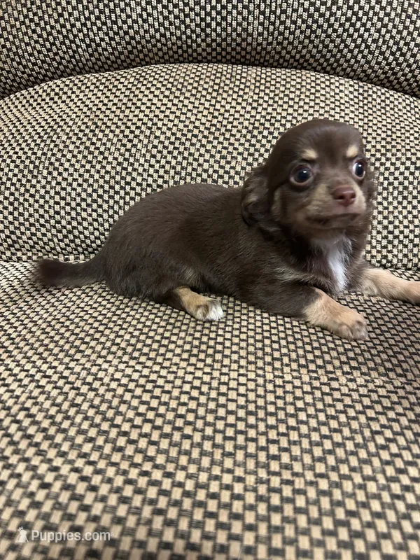 Otis  – Chihuahua puppy for sale in Bloomburg, TX