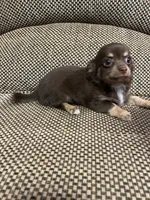 Otis , a male Chihuahua for sale in Bloomburg, TX – 1 of 3