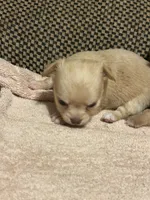 Stella, a female Chihuahua for sale in Bloomburg, TX – 2 of 2