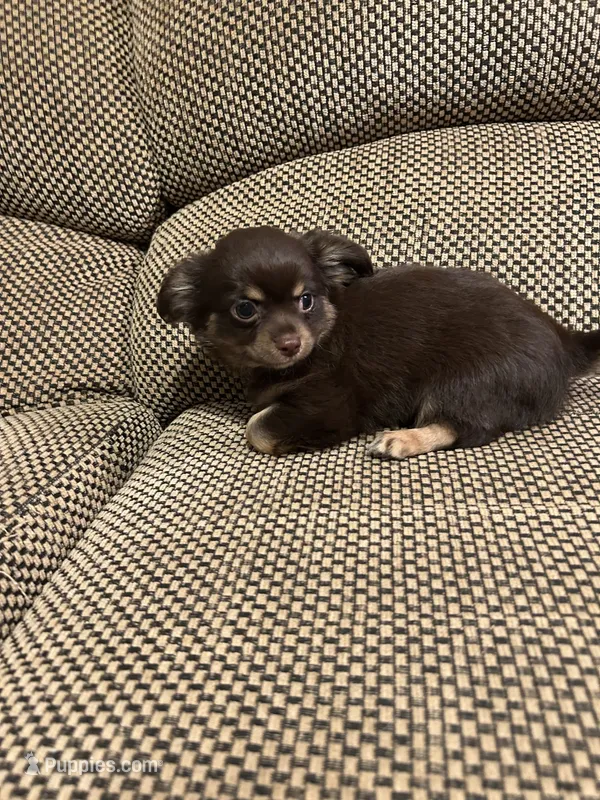 Coco – Chihuahua puppy for sale in Bloomburg, TX