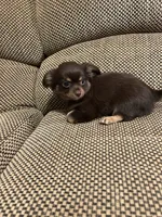 Coco, a male Chihuahua for sale in Bloomburg, TX – 1 of 3