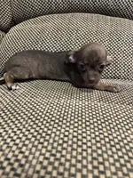 Leia, a female Chihuahua for sale in Bloomburg, TX – 3 of 3