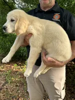 Lexie, a female Golden Retriever for sale in Bloomburg, TX – 2 of 2