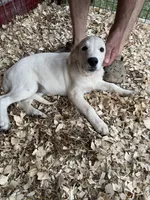 Sally, a female Golden Retriever for sale in Bloomburg, TX – 2 of 2