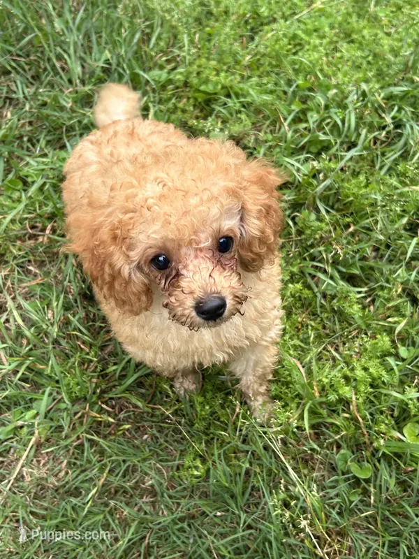 Furrdinand, a male Poodle - Toy  for sale in Bloomburg, TX – Photo 1 of 2