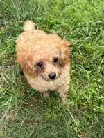 Furrdinand, a male Poodle - Toy  for sale in Bloomburg, TX – Photo 1 of 2