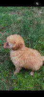 Furrdinand, a male Poodle - Toy  for sale in Bloomburg, TX – Photo 2 of 2