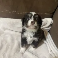 Female 1, a female Toy Australian Shepherd for sale in Bloomburg, TX – Photo 1 of 2