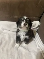 Female 1, a female Toy Australian Shepherd for sale in Bloomburg, TX – Photo 1 of 2