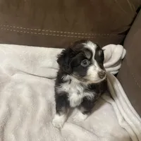 Female 1, a female Toy Australian Shepherd for sale in Bloomburg, TX – Photo 2 of 2