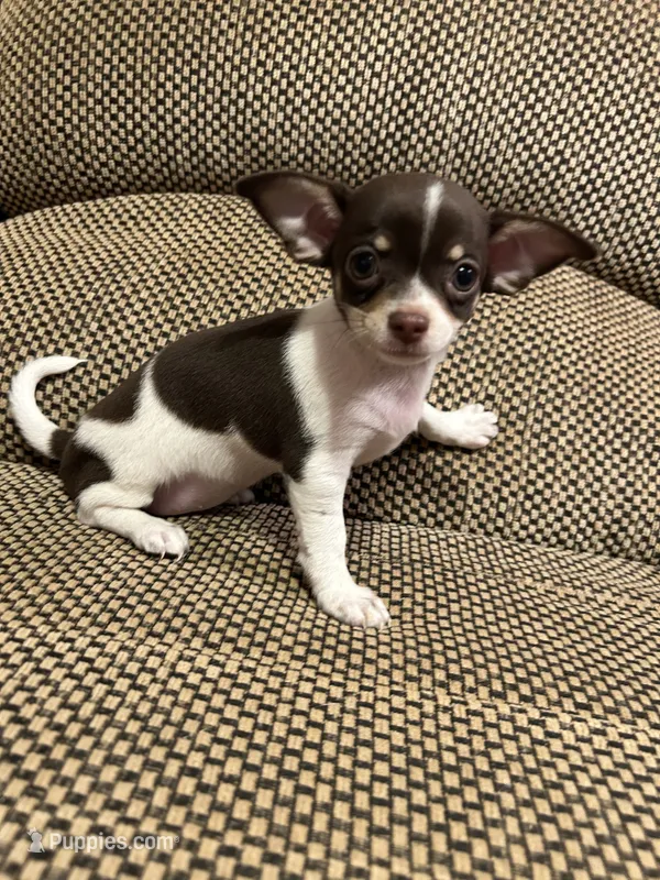 Lexi – Chihuahua puppy for sale in Bloomburg, TX