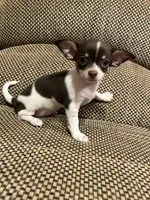 Lexi, a female Chihuahua for sale in Bloomburg, TX – 1 of 3