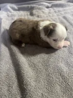 Billy, a male Toy Australian Shepherd for sale in Bloomburg, TX – 2 of 4