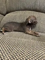Leia, a female Chihuahua for sale in Bloomburg, TX – 2 of 3