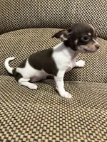 Lexi, a female Chihuahua for sale in Bloomburg, TX – 2 of 3