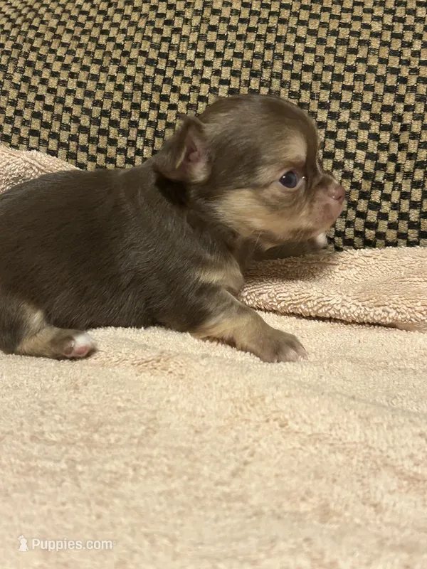 Jet – Chihuahua puppy for sale in Bloomburg, TX