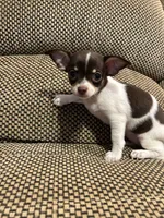 Lexi, a female Chihuahua for sale in Bloomburg, TX – 3 of 3