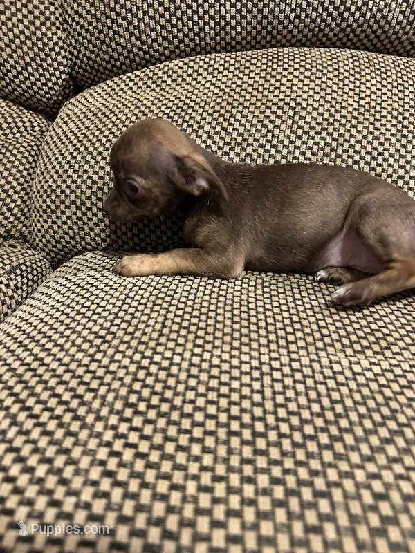 Leia – Chihuahua puppy for sale in Bloomburg, TX