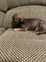 Leia, a female Chihuahua for sale in Bloomburg, TX – 1 of 3