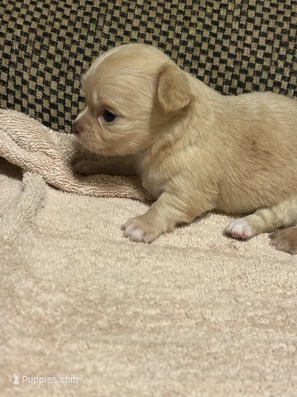 Stella – Chihuahua puppy for sale in Bloomburg, TX