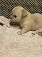 Stella, a female Chihuahua for sale in Bloomburg, TX – 1 of 2