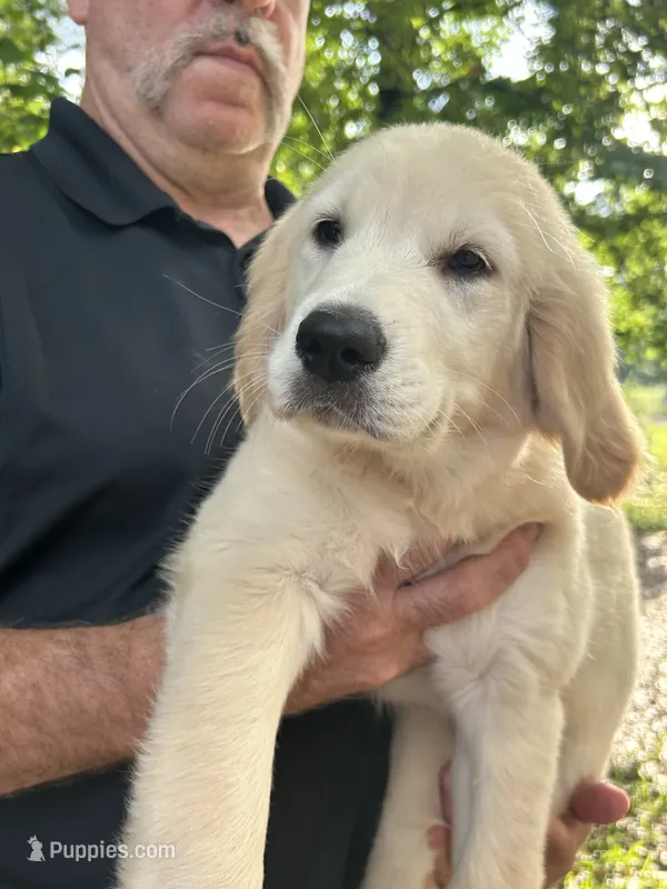 Lexie – Golden Retriever puppy for sale in Bloomburg, TX
