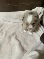 Male 1, a male Toy Australian Shepherd for sale in Bloomburg, TX – Photo 3 of 3