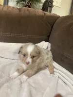 Male 1, a male Toy Australian Shepherd for sale in Bloomburg, TX – Photo 1 of 3