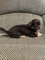 Coco, a male Chihuahua for sale in Bloomburg, TX – 3 of 3